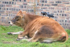 Jackdaws plucking Cow