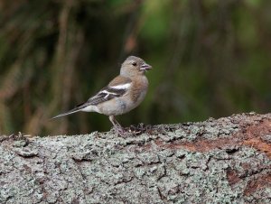 Female chaffinch with an insect