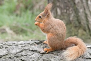 Red Squirrel