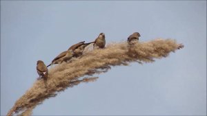 Indian Silverbill : Amazing Wildlife of India by Renu Tewari and Alok Tewari