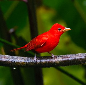 Summer Tanager (male)