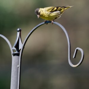 Male Eurasian siskin