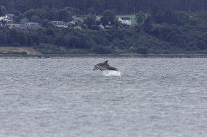 Bottle nosed dolphin - Long range levitation