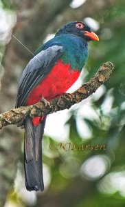 Slaty-tailed Trogon