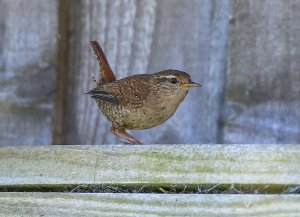 Wren (and cobwebs)