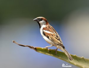 House Sparrow