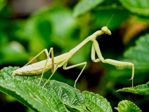 Carolina Mantis