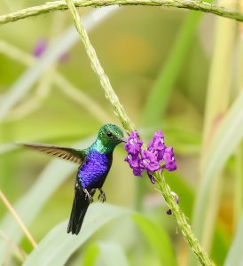 Crowned Woodnymph