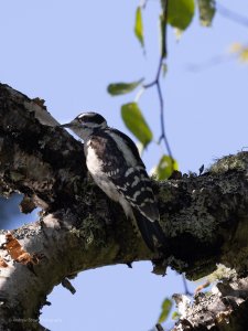 Downy Woodpecker