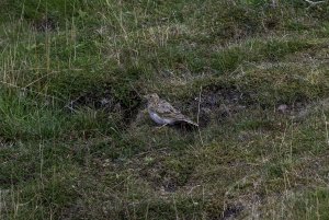 Eurasian Skylark - 20220807