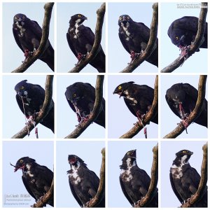 Bat Hawk swallow whole, Borneo