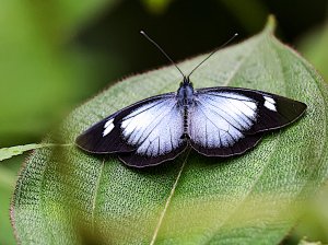 Irenia Metalmark, Panama.jpg