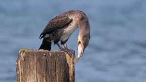 A young Cormorant regurgitates a Fish