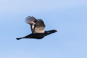 Black grouse