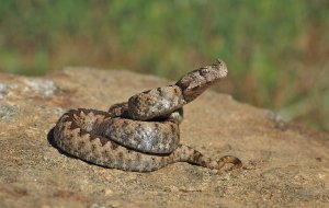 Horned Viper