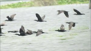 Lakescape-804 : Indian Cormorant : group flying low : Amazing Wildlife of India by Renu Tewari and Alok Tewari