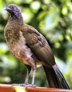 Gray-headed Chachalaca