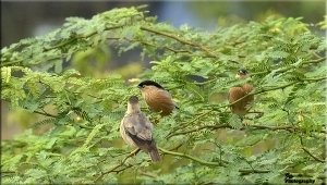 Brahminy Starlings