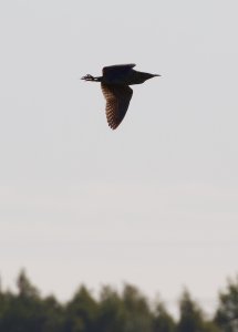 bittern