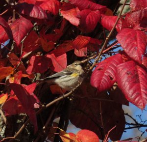 Yellow-rumped warbler