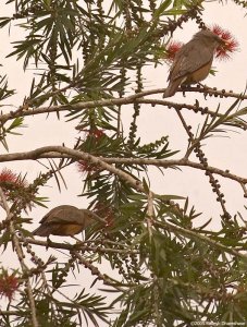 Chestnut-talied Starling