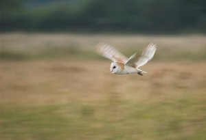 Barn owl in flight