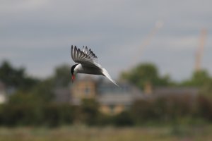 Common Tern