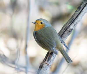 European Robin