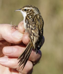 treecreeper