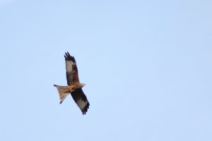 Red Kite