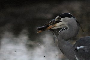 Grey Heron and fish