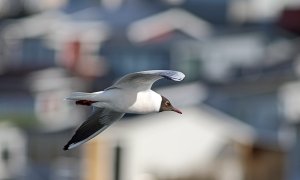 Black-headed gull with a BG