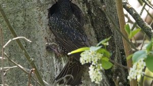 Starling feeds chicks