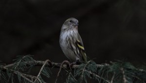 Female siskin