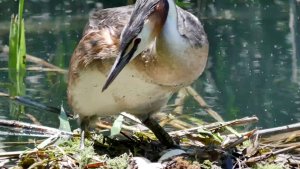 Great crested grebe nest (Podiceps cristatus), first part: couple brooding in the central hours with sunshine