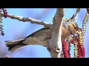 Chaffinches  and sprouts (Fringilla coelebs)