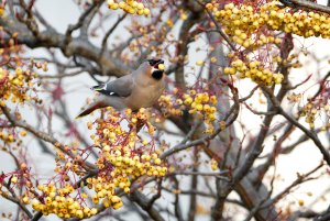 Waxwing with Berry