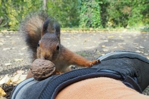 Squirrel with 12 mm wideangle 81795