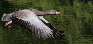 Graylag goose