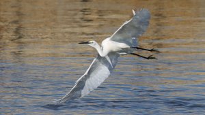 little egret