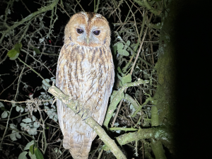 Tawny Owl