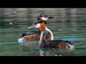 Great Crested Grebe, preambles (Podiceps cristatus)