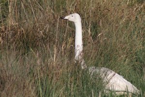 Whooper Swan