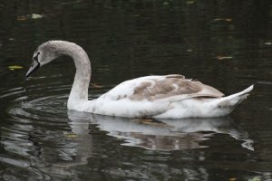 Mute Swan