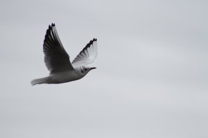 Black Headed Gull