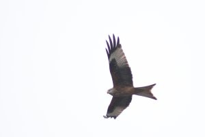 Red Kite