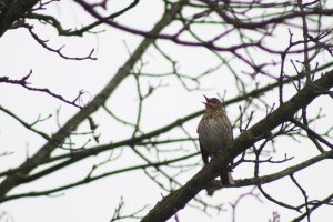 Song Thrush