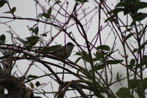 Eurasian Blackcap