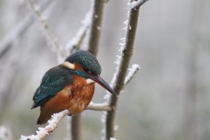 Common Kingfisher