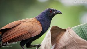 Greater Coucal, Borneo